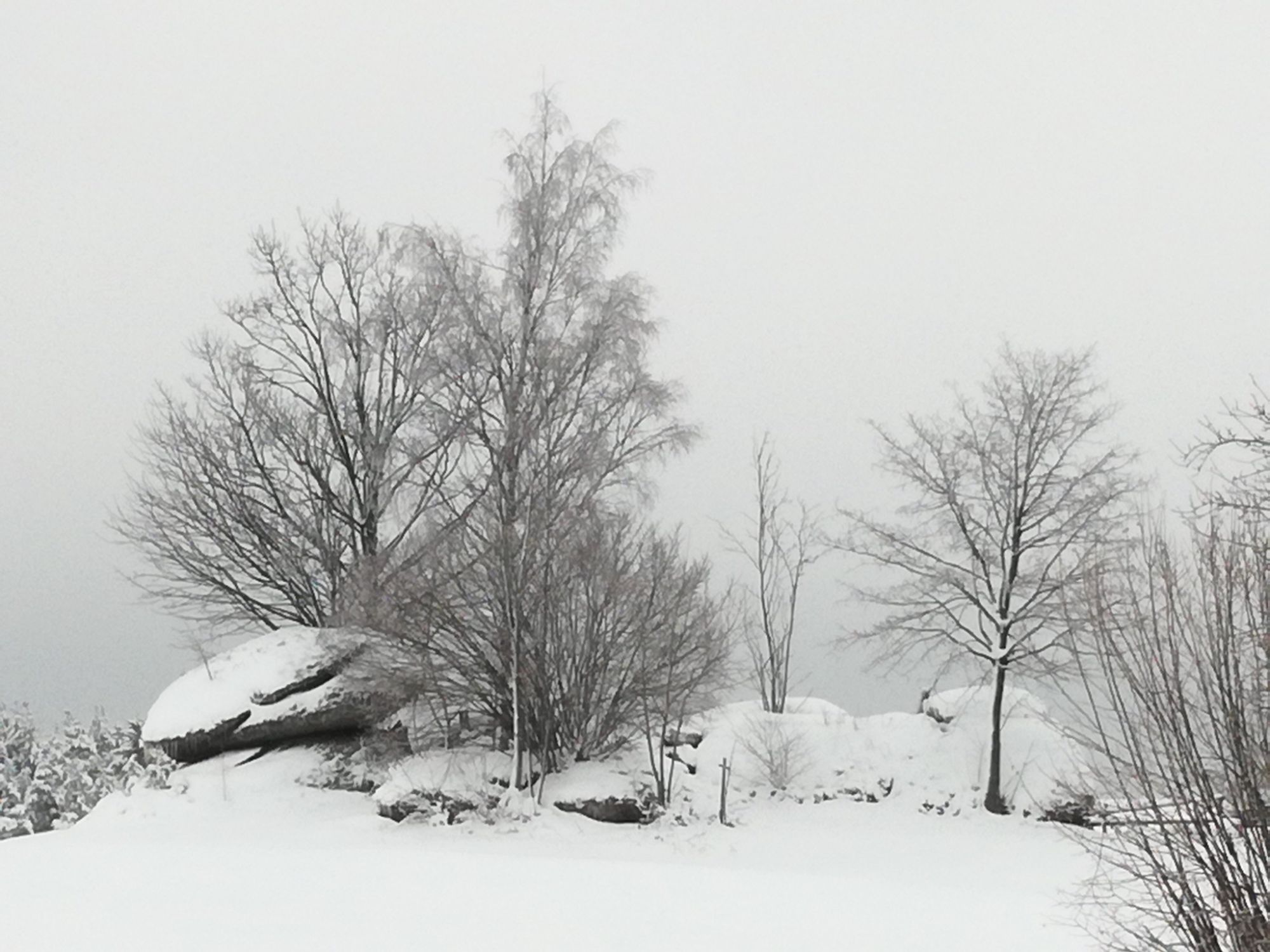 Findling im Waldviertel bei Zwettl