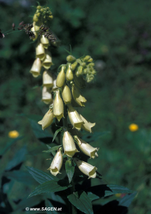 Fingerhut (Digitalis sp.)