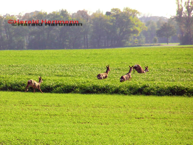 flüchtende Rehe