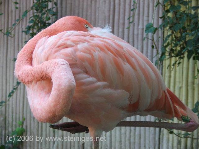 Flamingo