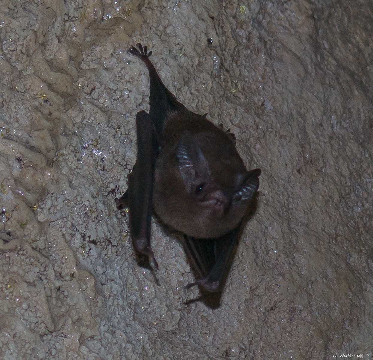 Fledermaus in einer der Ruinen