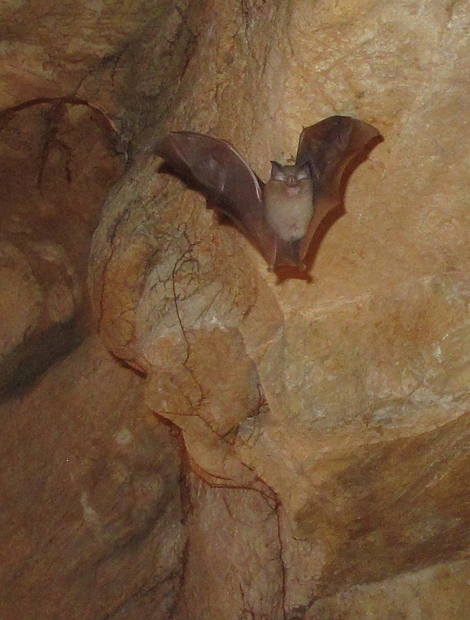 Fledermaus