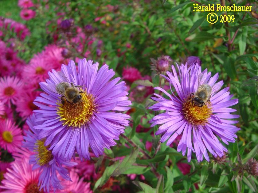 fleißige Bienen