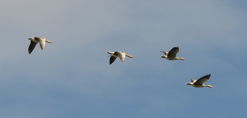 Flug der Graugänse