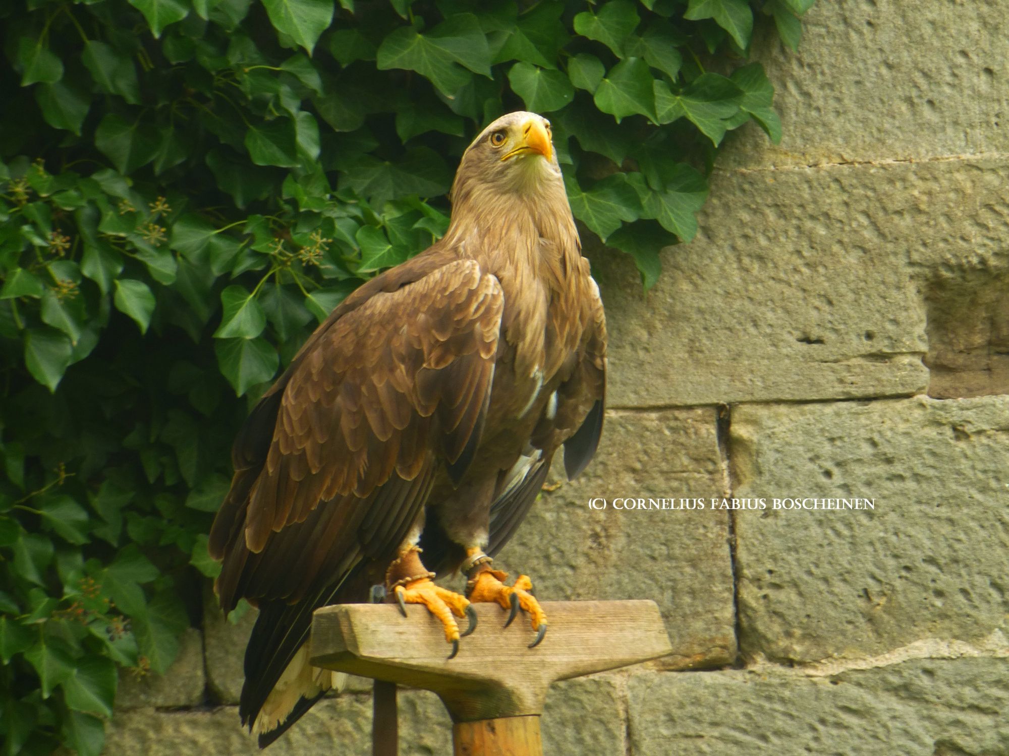 Flugvorführungen der Falknerei Hohenbeilstein.