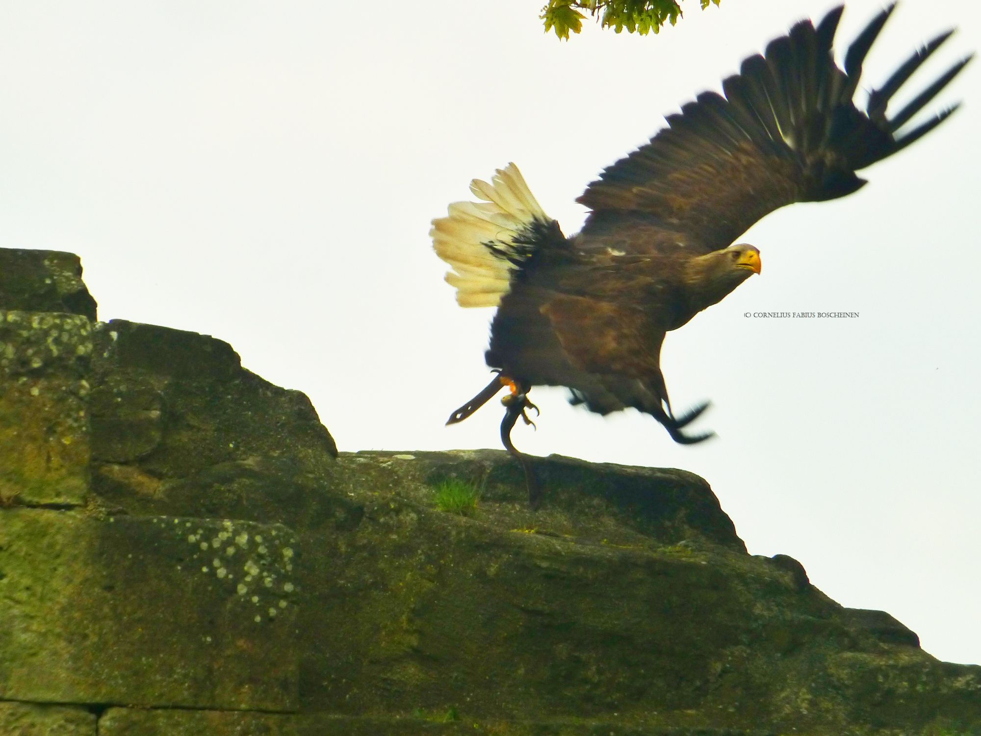 Flugvorführungen der Falknerei Hohenbeilstein.