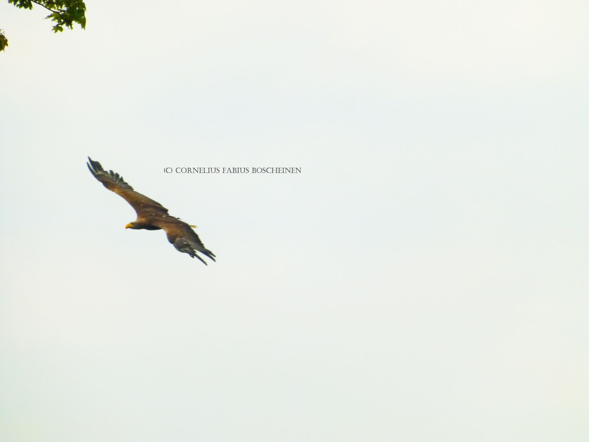 Flugvorführungen der Falknerei Hohenbeilstein.