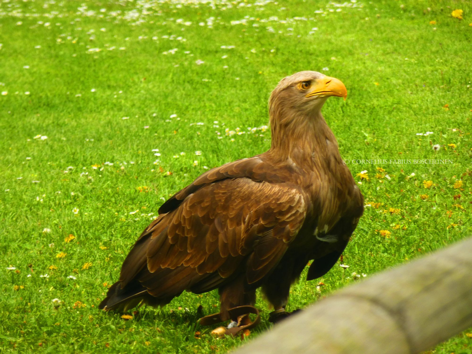 Flugvorführungen der Falknerei Hohenbeilstein.