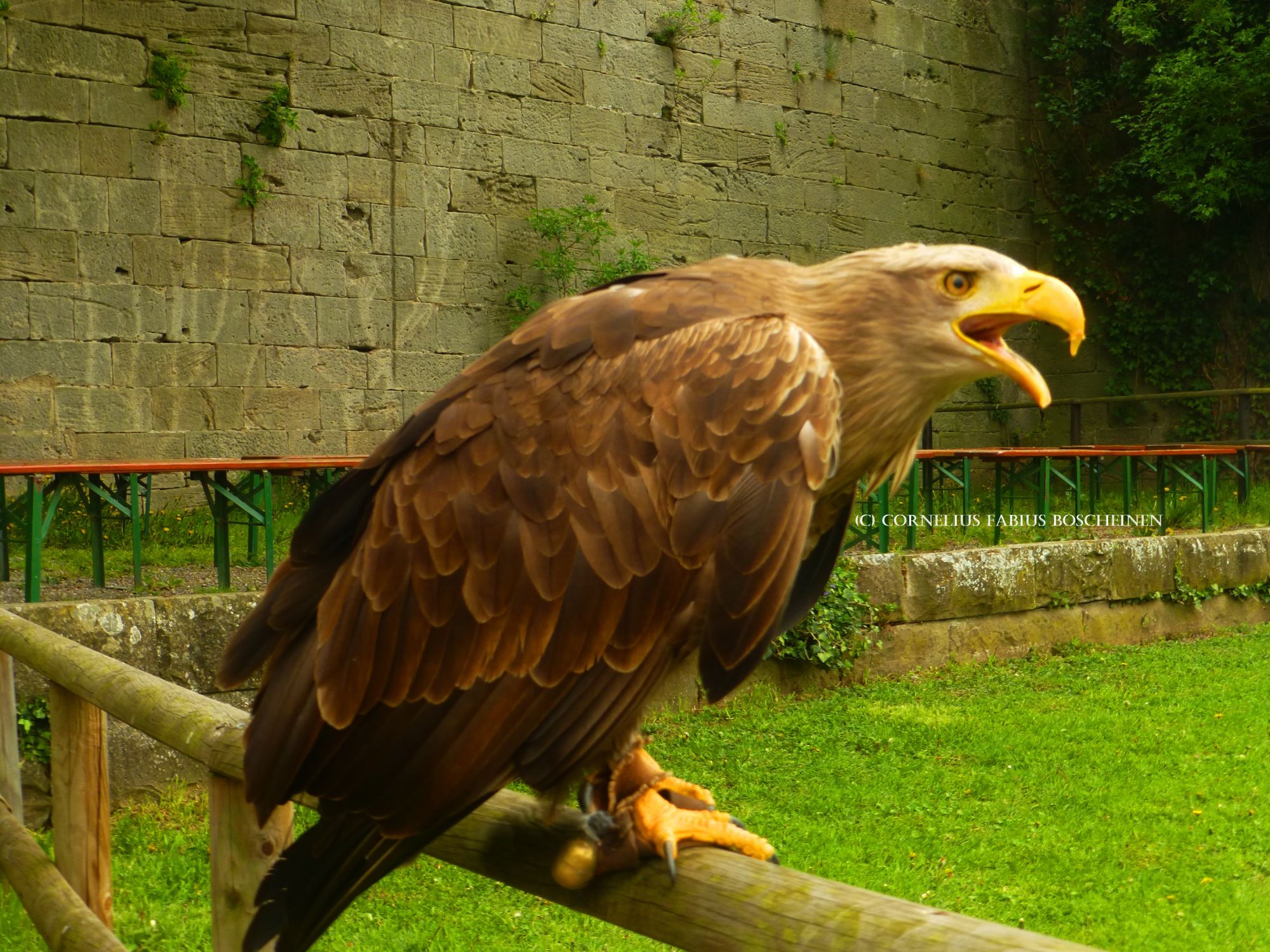 Flugvorführungen der Falknerei Hohenbeilstein.