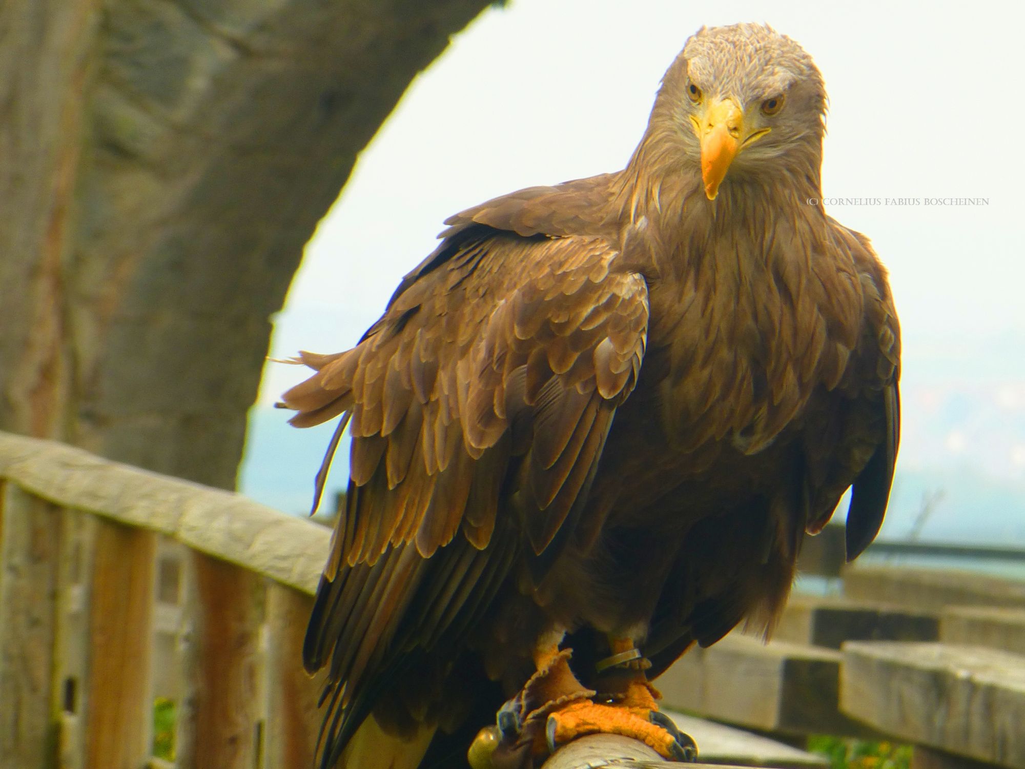 Flugvorführungen der Falknerei Hohenbeilstein.