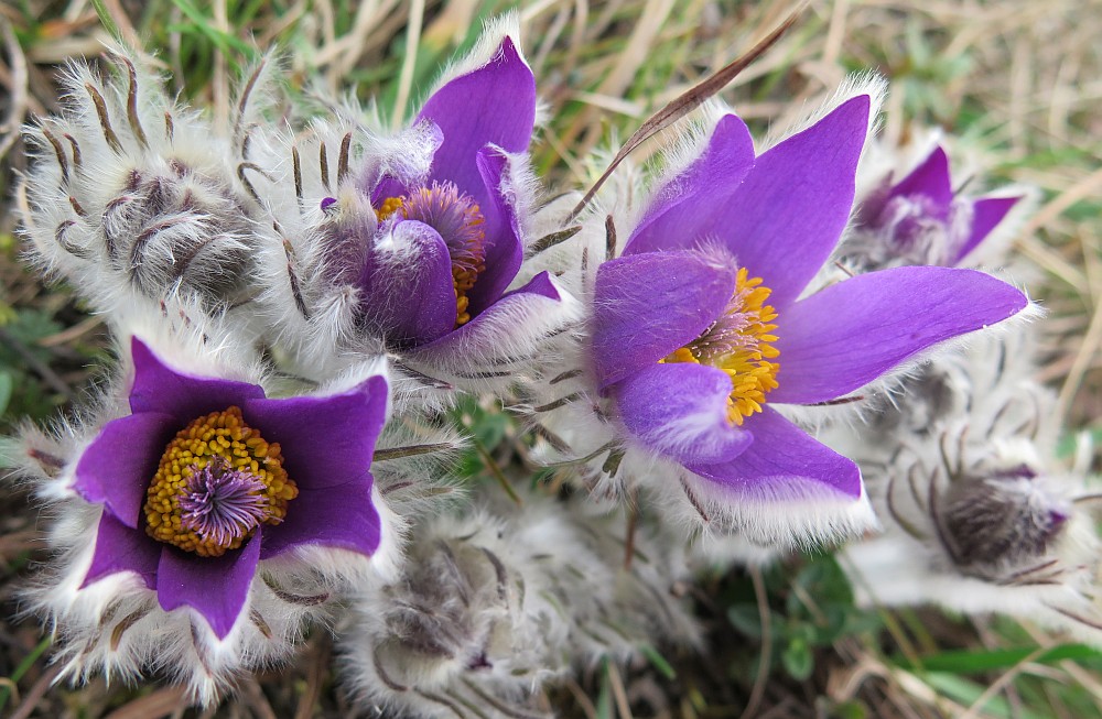 Frühling auf der Heide2