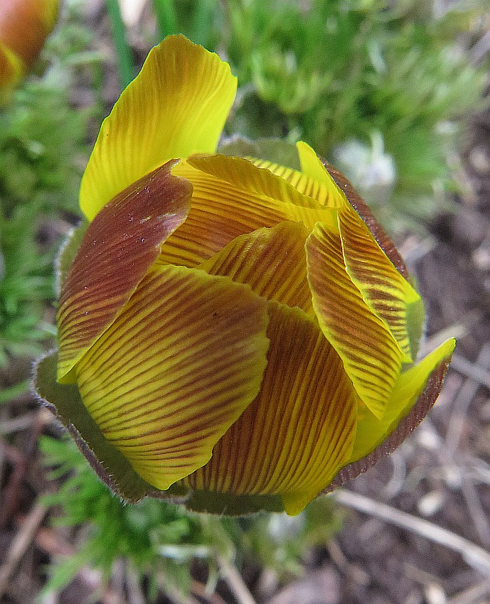 Frühling auf der Heide3