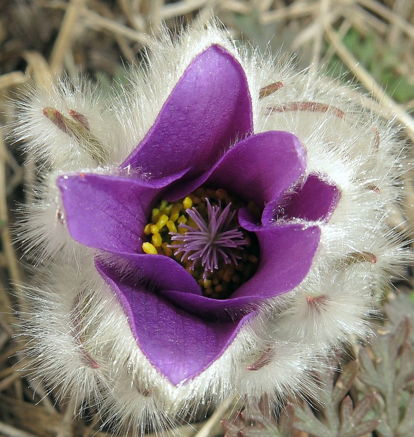 Frühling auf der Heide4