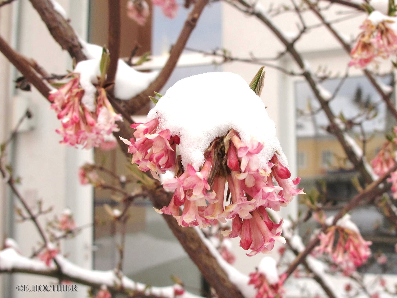 Frühling im Schnee