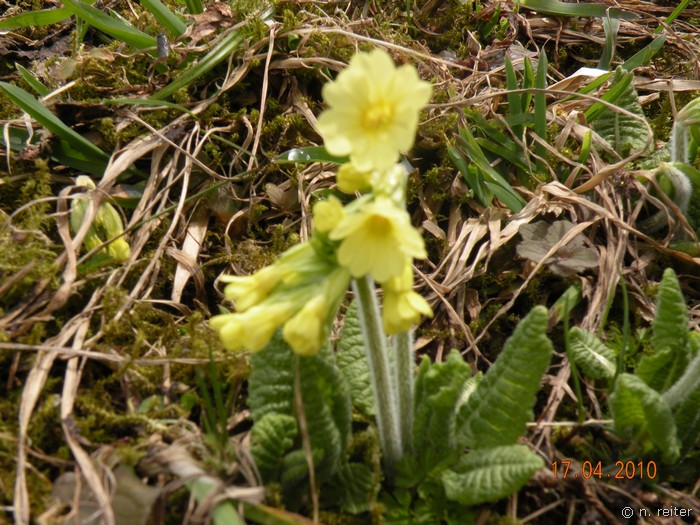 frühling