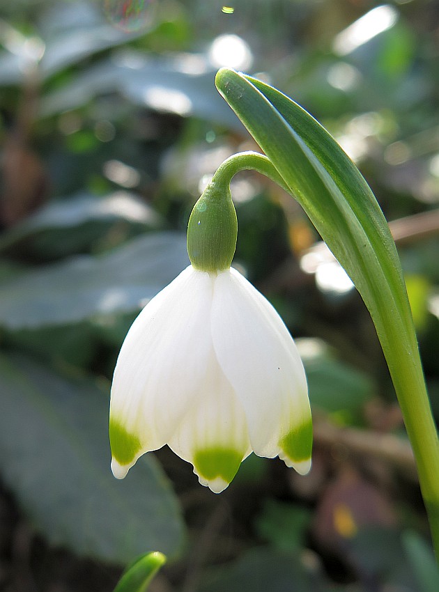 Frühlings-Knotenblume