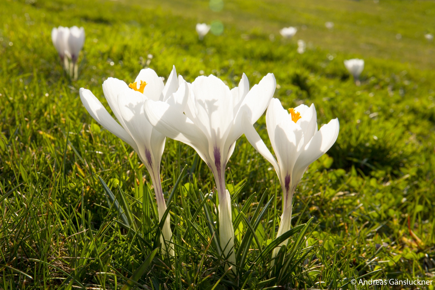 Frühlings-Krokus