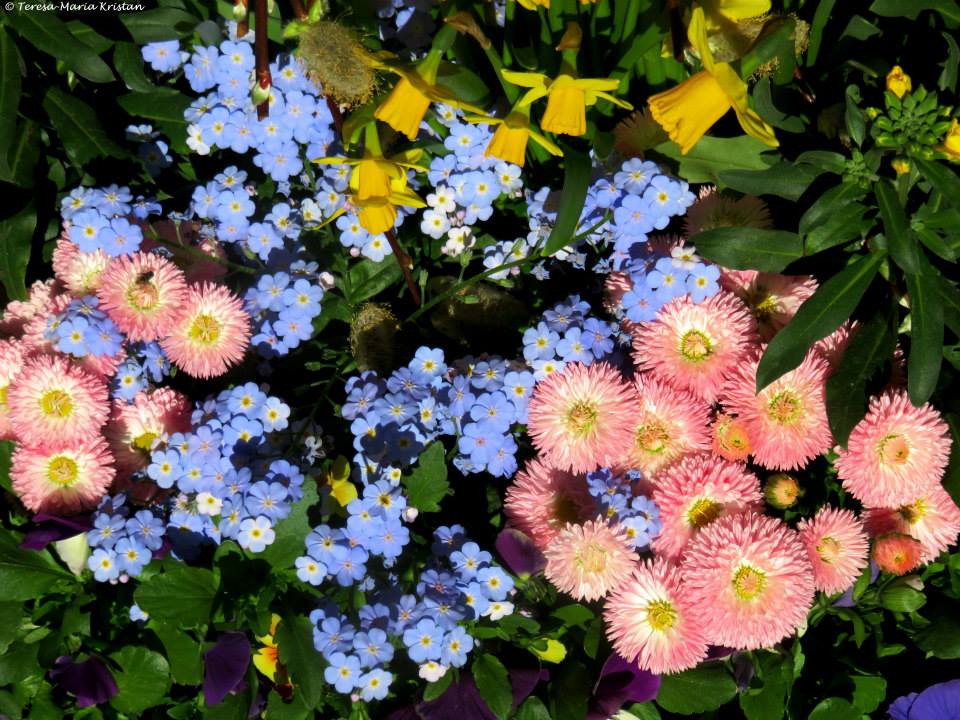 Frühlingsblumenschmuck Luzern