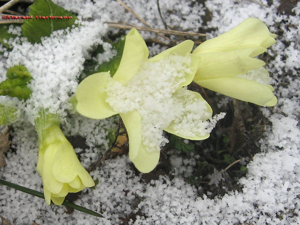 Frühlingsboten 2