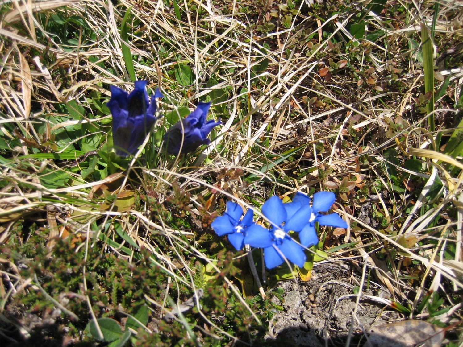 Frühlingsenzian - Schuasternagerl