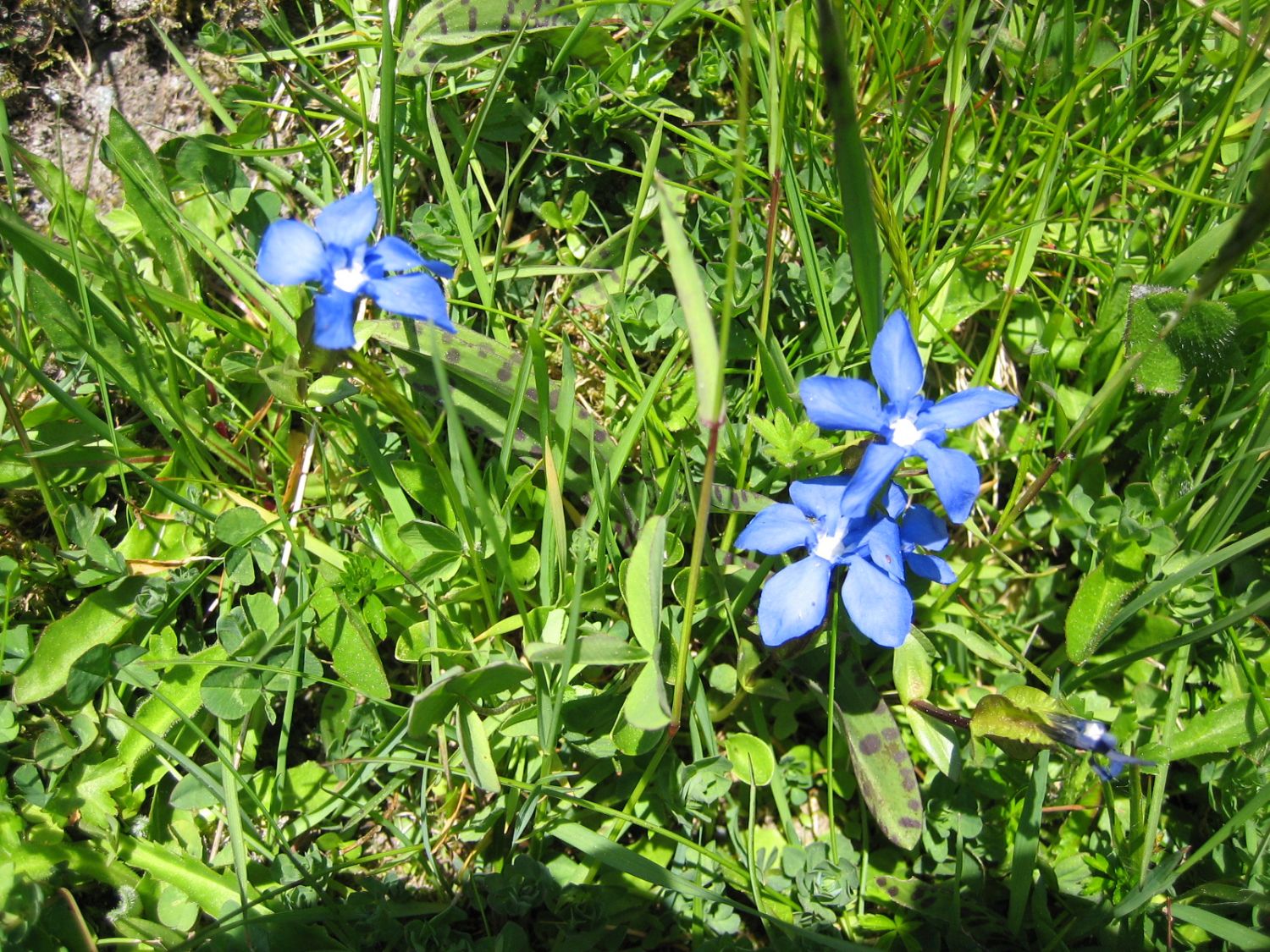 Frühlingsenzian - Schuasternagerl