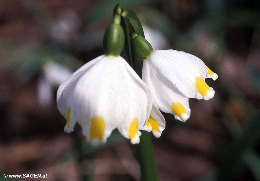 Frühlingsknotenblume (Leucojum vernum)