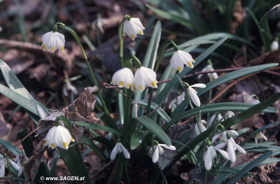 Frühlingsknotenblume (Leucojum vernum)