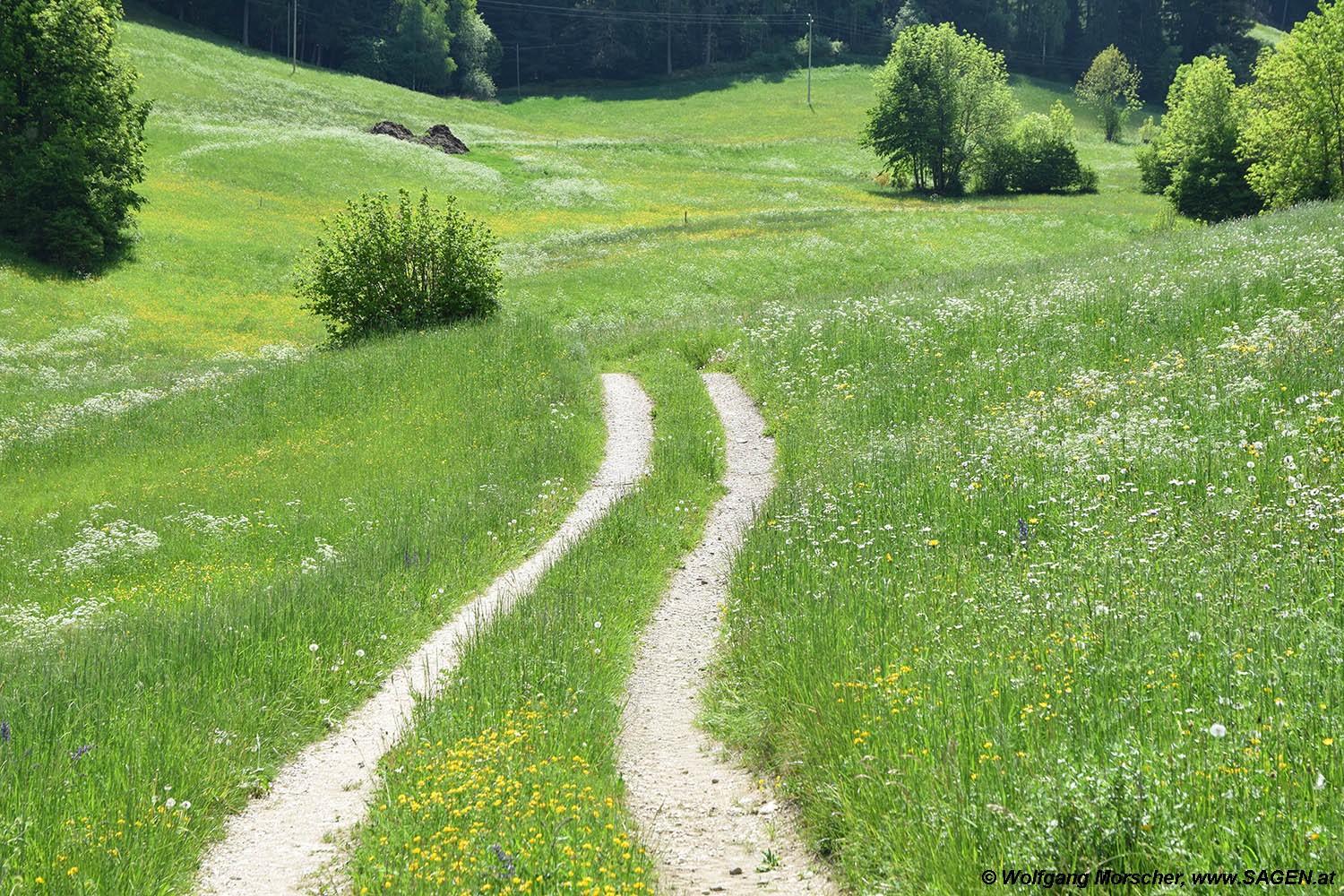 Frühsommerliche Wiesen bei Tagusens