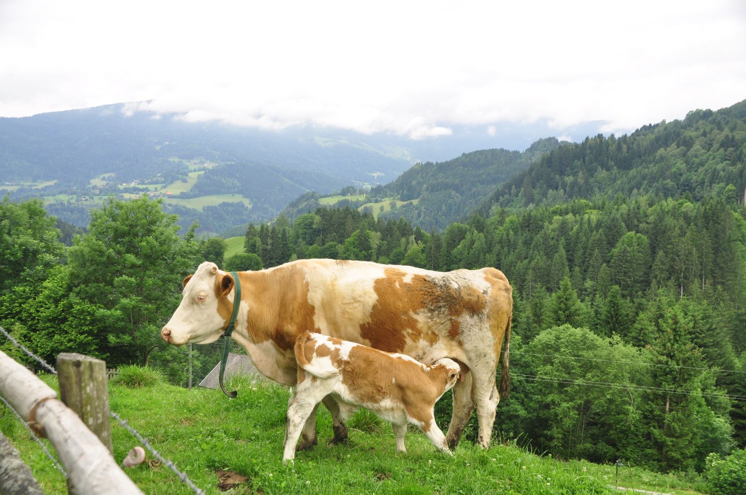 Frühstück neben dem 'Hofwanderweg' in Arriach