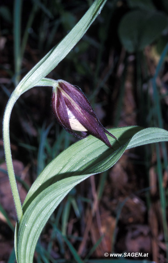 Frauenschuh (Cypripedium marianus)