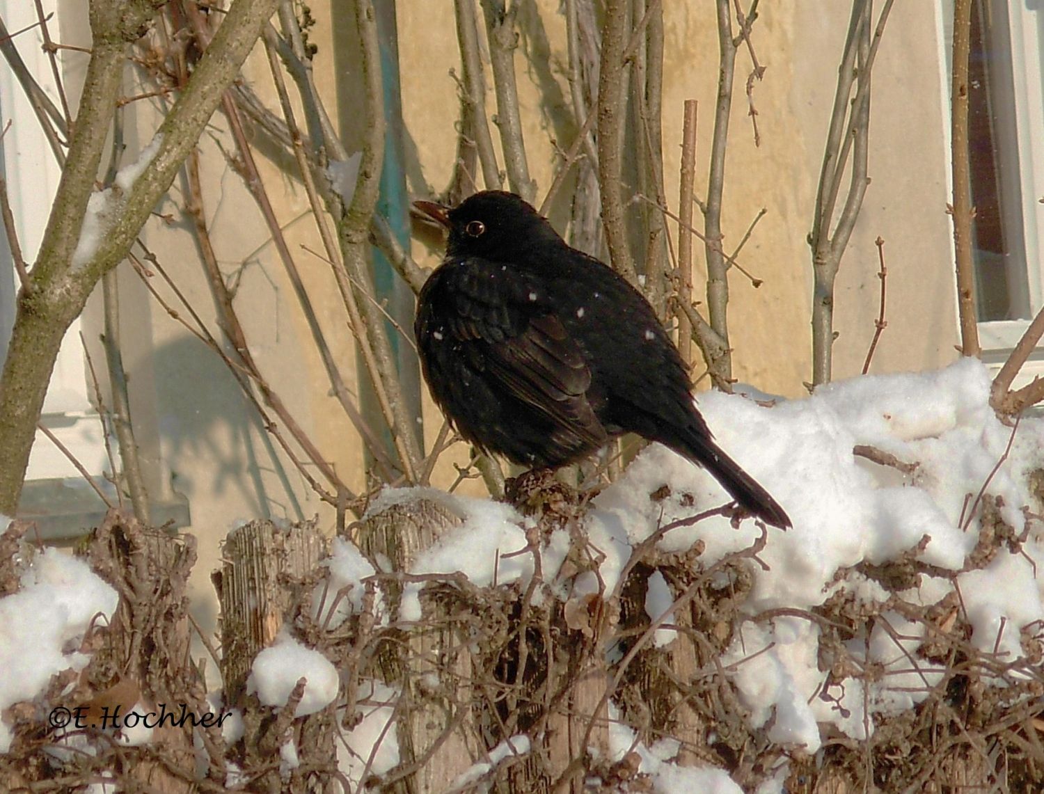 Frierende Amsel