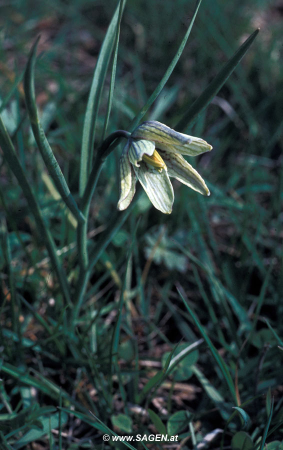 Fritillaria meleagris (Schachblume)