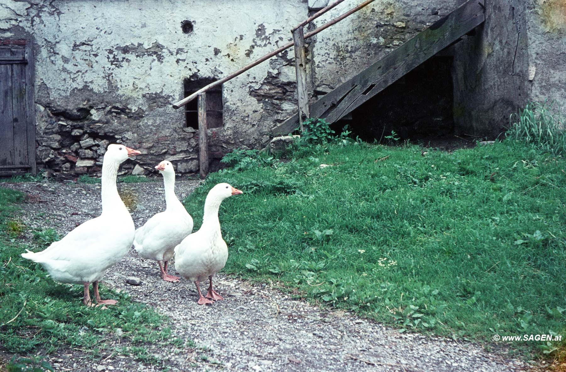 Gänse in Aigen im Ennstal 1963