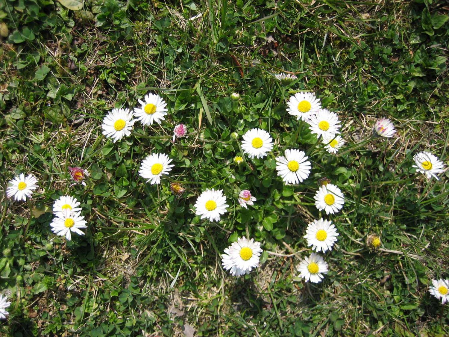 Gänseblümchen - Bellis perennis