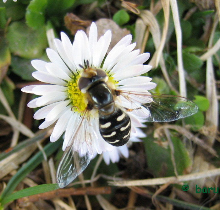 Gänseblümchen