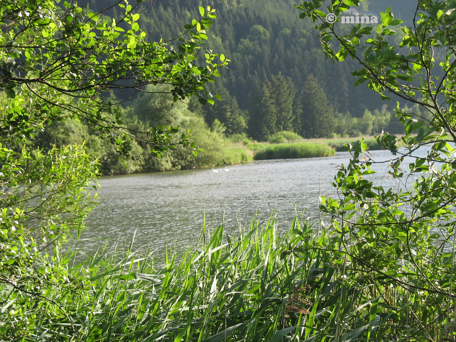 gaishorner see