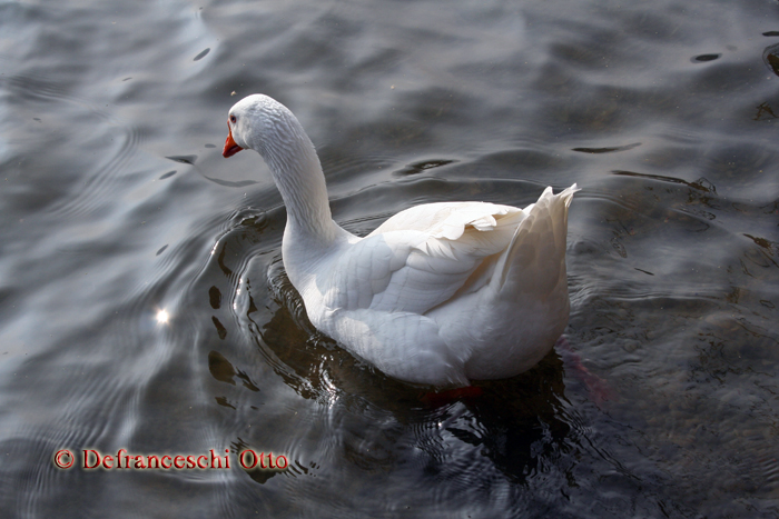 Gans am Toblino See (lago di Toblino)