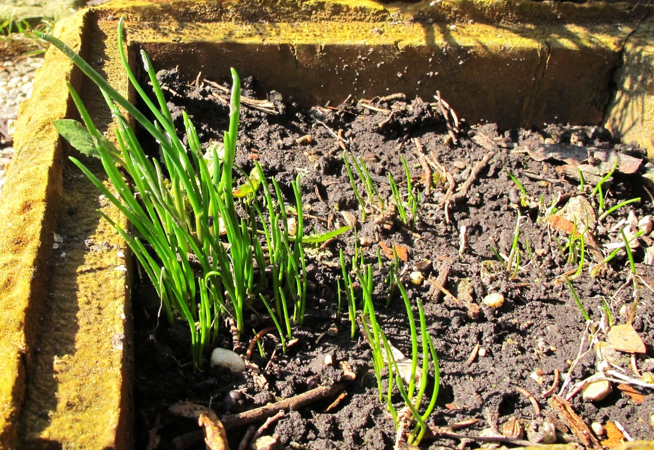 Garten-Frühling