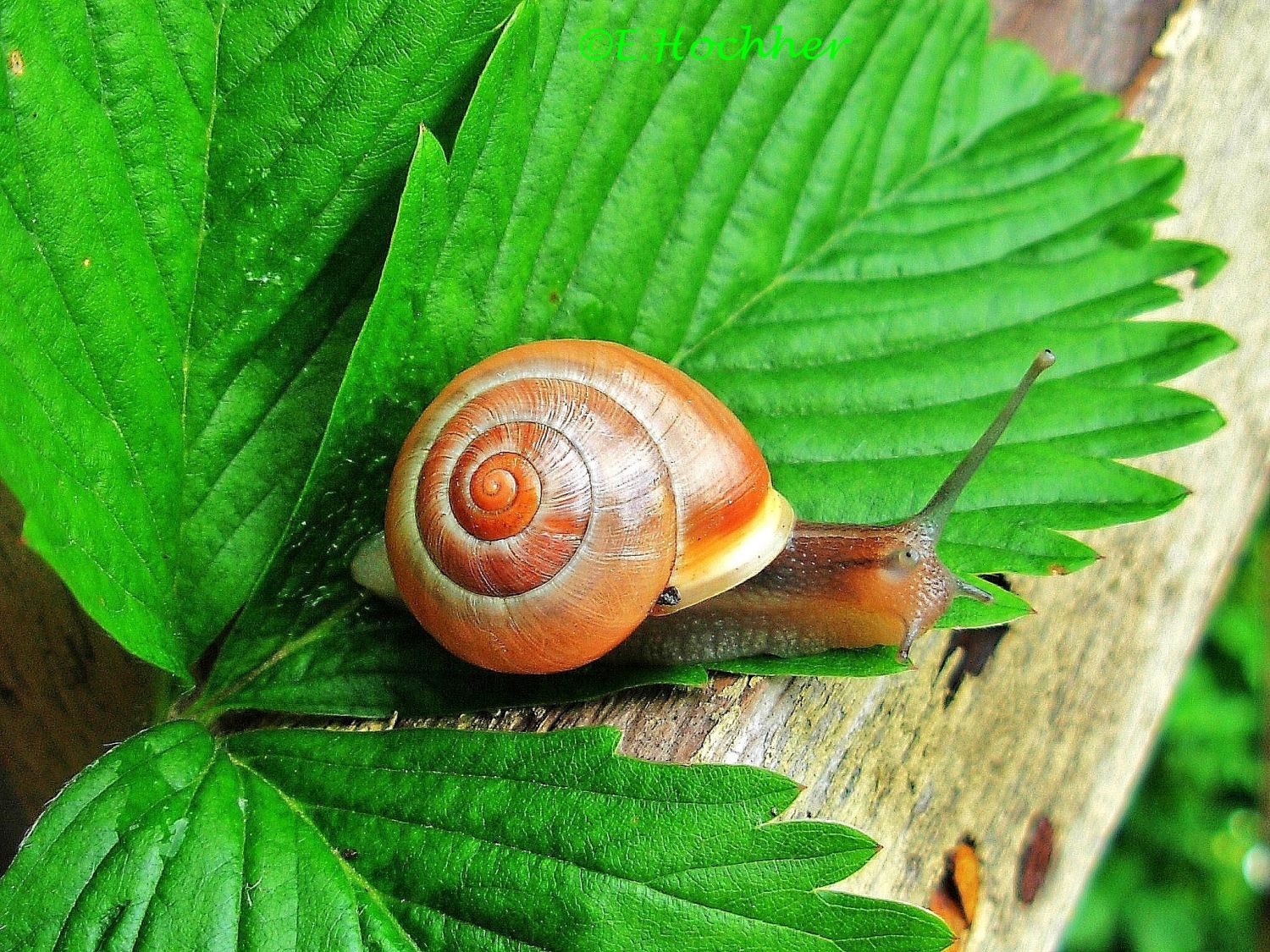 Garten-Schnirkelschnecke