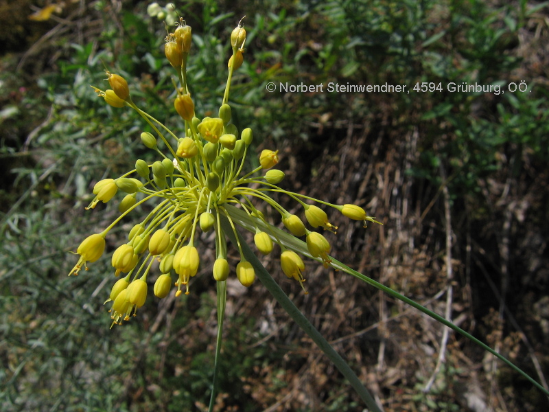 Gelb-Lauch (Allium flavium)