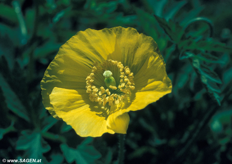 Gelber Alpenmohn (Papver alpinum ssp. rhaeticum)