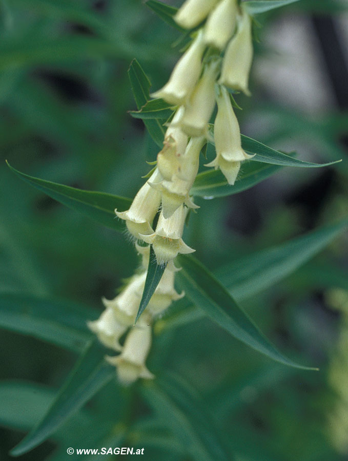 Gelber Fingerhut (Digitalis lutea)