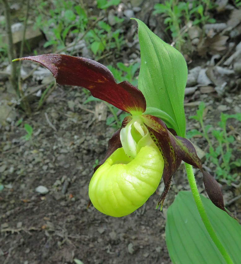 Gelber Frauenschuh Cypripedium calceolus