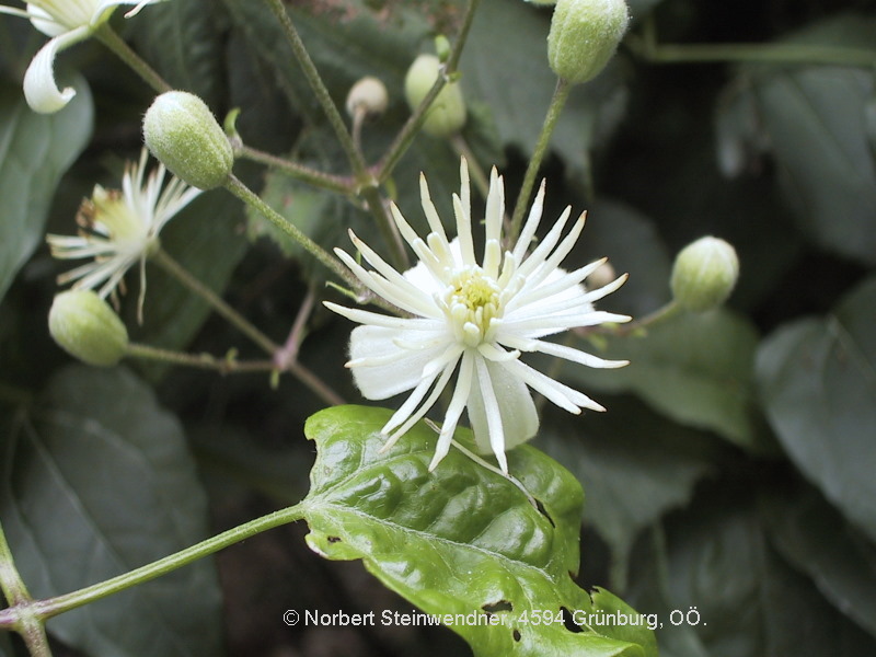 Gemeine Waldrebe (Clematis vitalba)