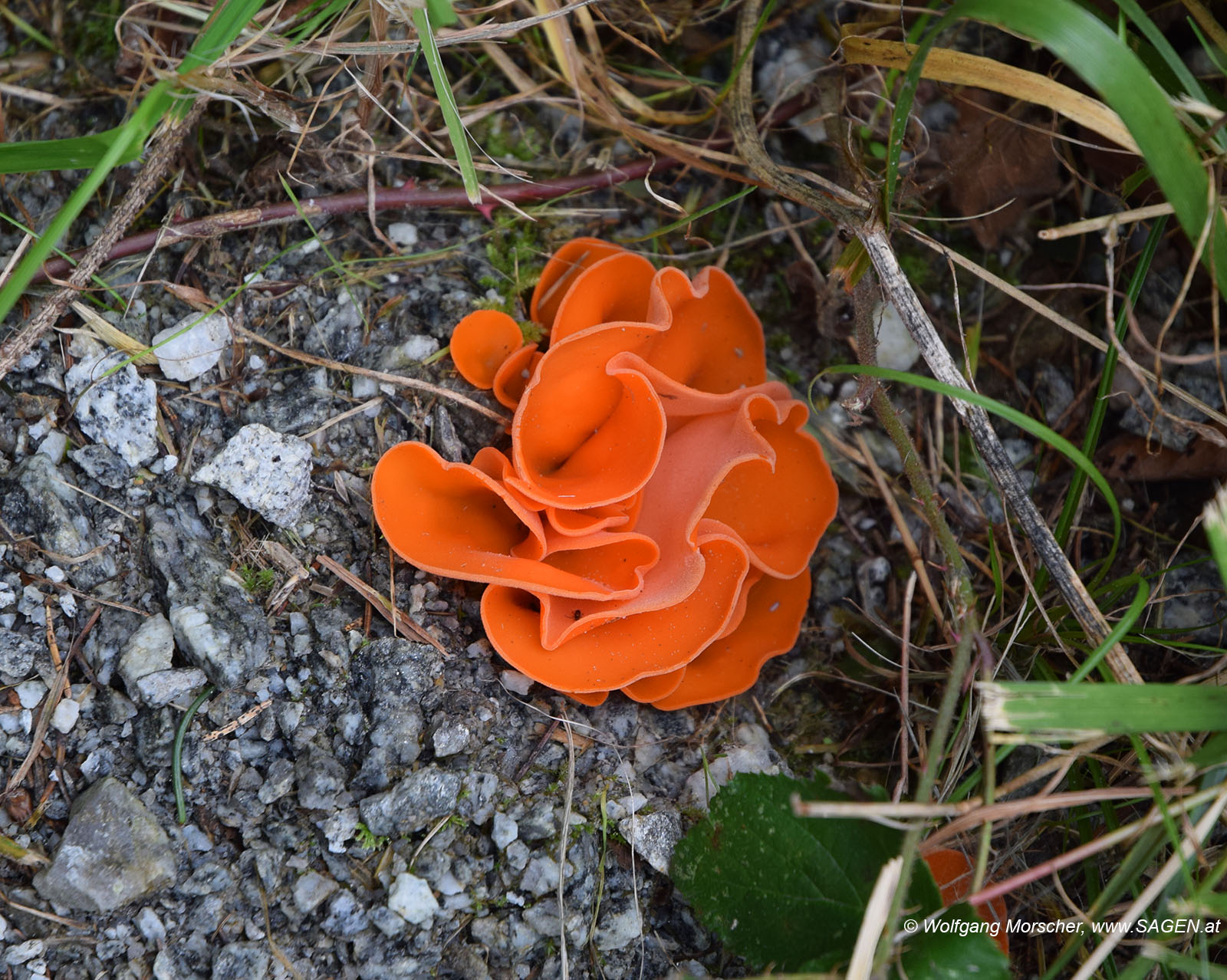 Gemeiner Orangebecherling