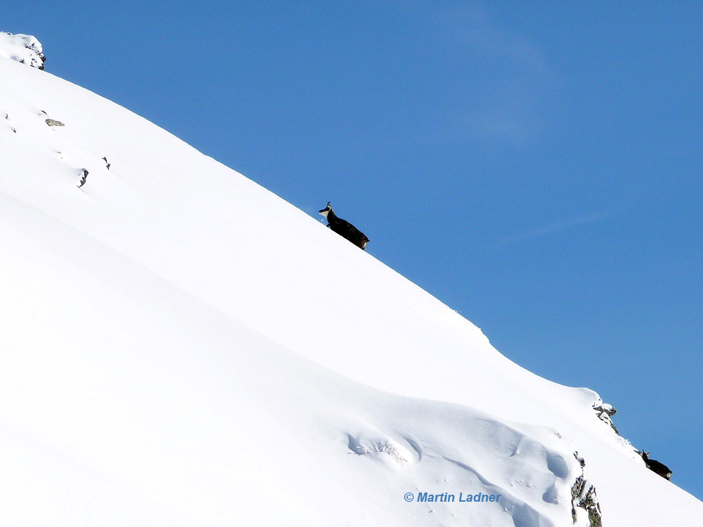 Gemsen auf der Gamsbergspitze