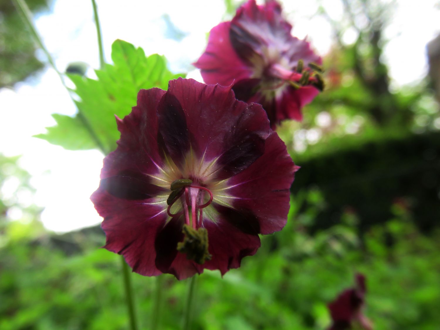 Geranium phaeum