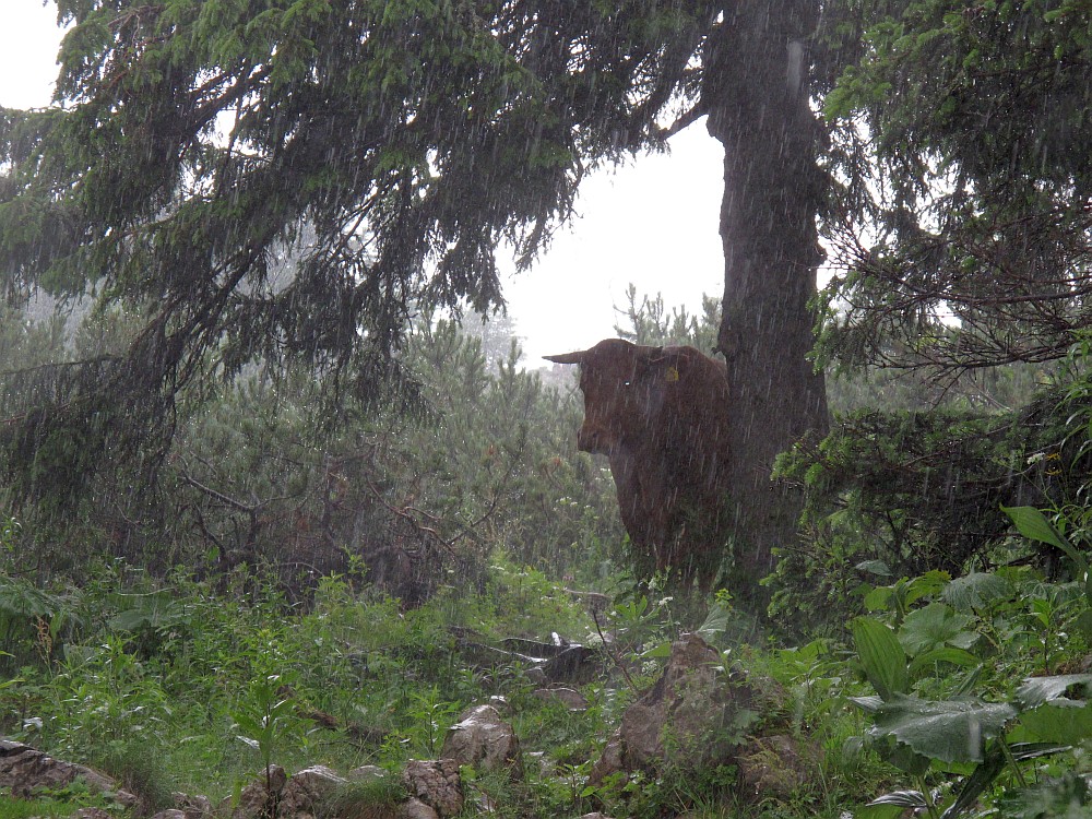 Gewitter am Hochlantsch