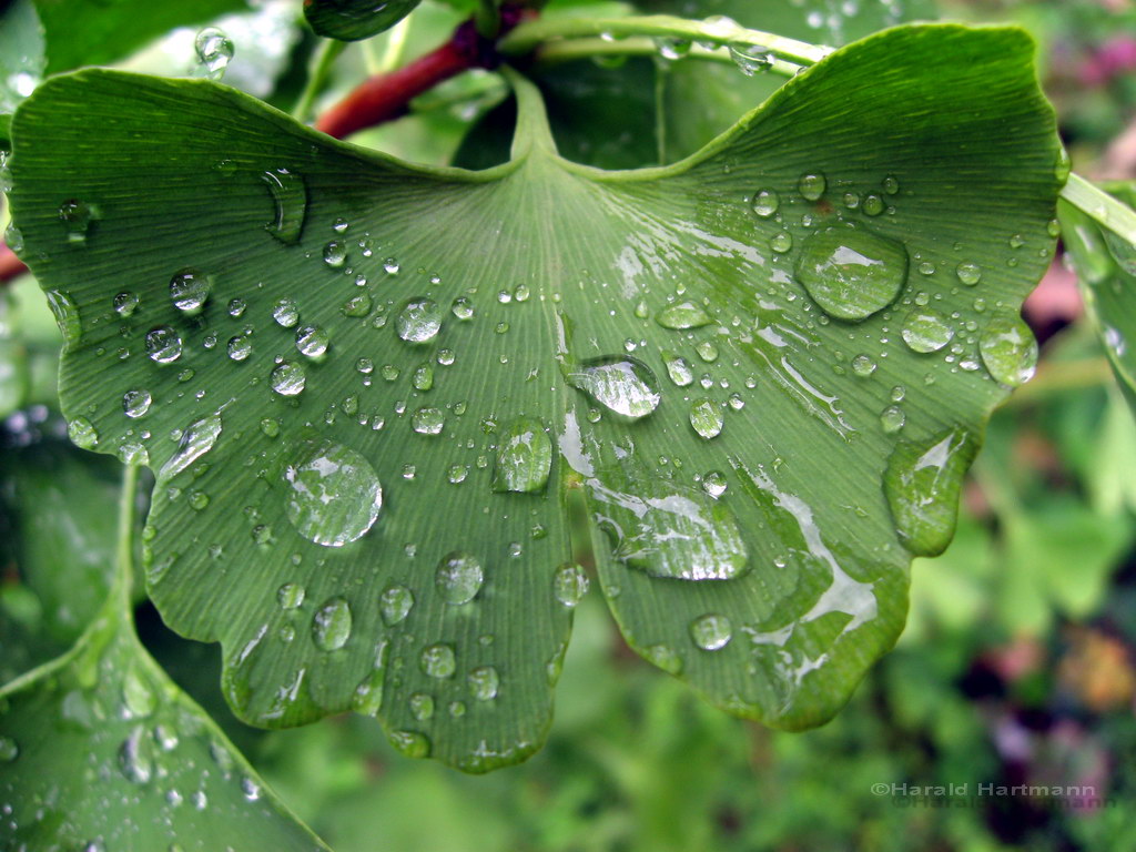 Ginkgoblatt