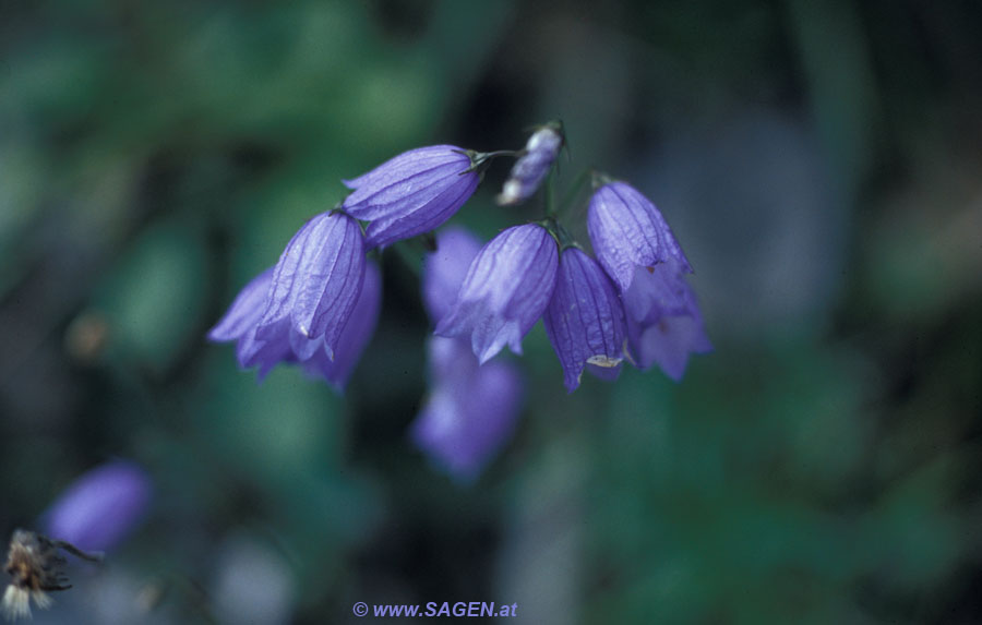 Glockenblume (Campanula sp.)